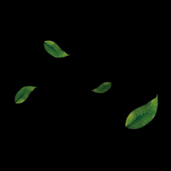 falling green leaves png 1 Thumbnail